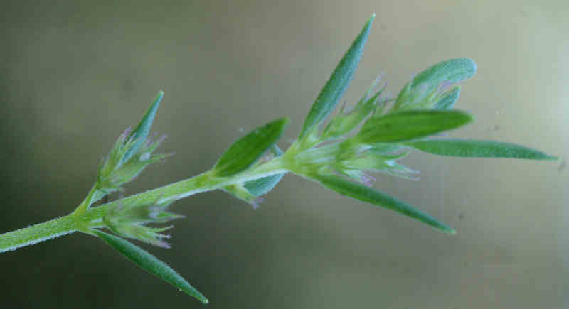 Micromeria o Satureja
